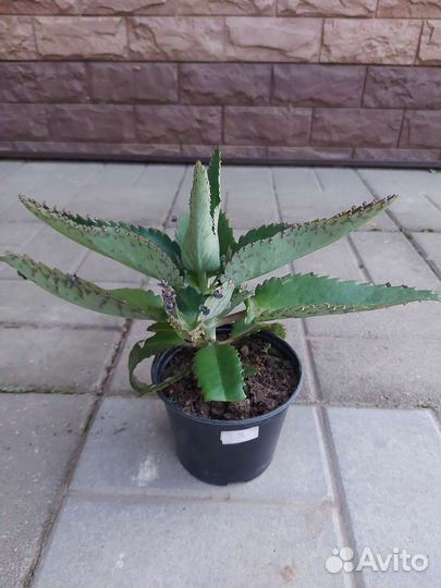 Каланхоэ Дегремона-Доктор-Бриофиллум