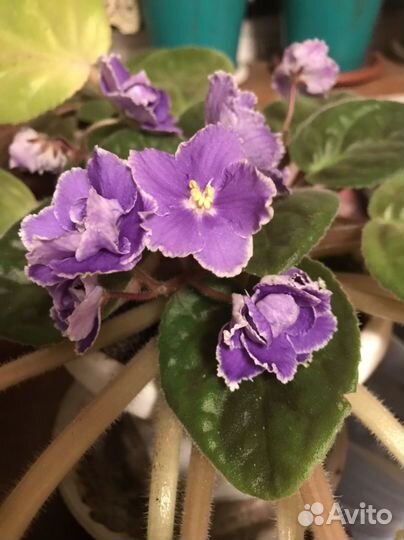 Фиалки цветущие в горшке