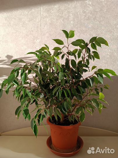 Фикус Бенджамина