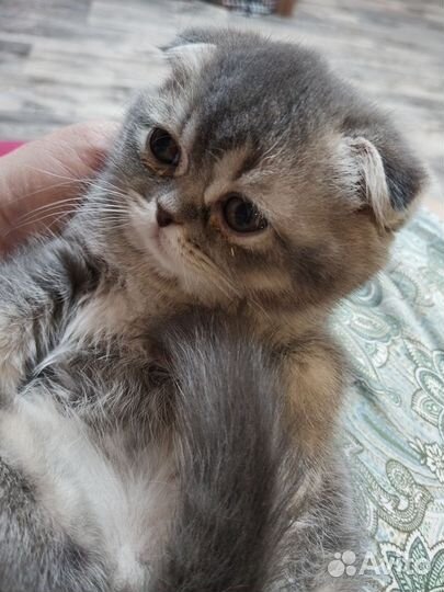 Британские котята