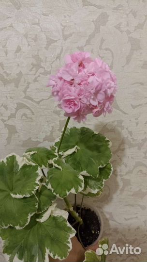 Пеларгония Fir Trees Silver Wedding