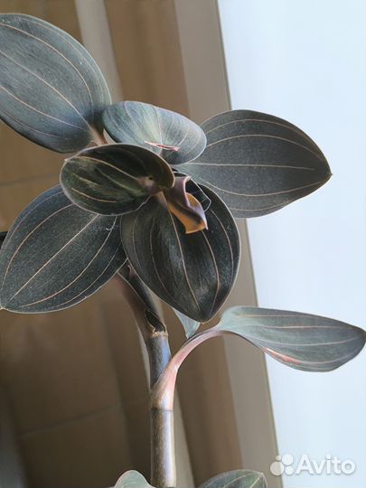 Орхидея фаленопсис