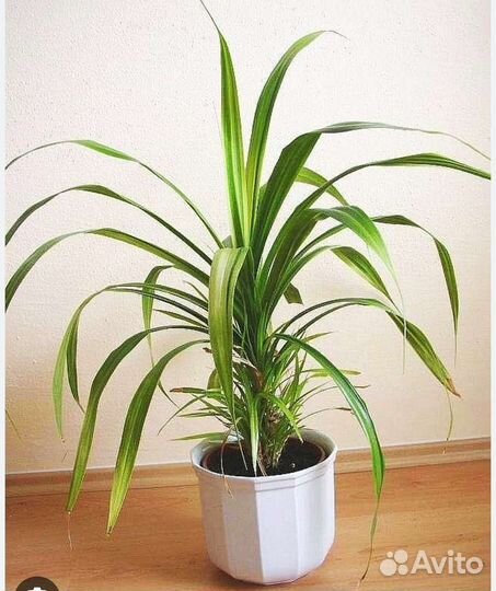 Пальма панданус