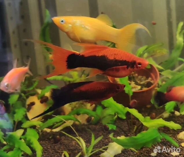 Аквариумные рыбки и корма
