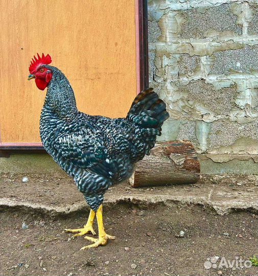 Петух