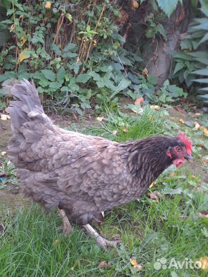 Куры и петух