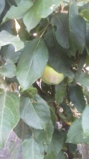 Дом 78 м² на участке 9,2 га