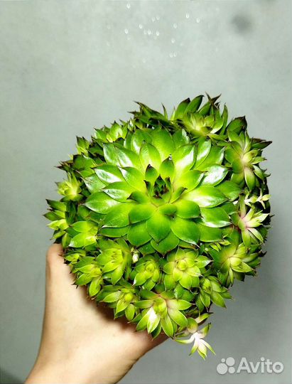 Суккуленты,садик суккулентов,роули,семпервивум