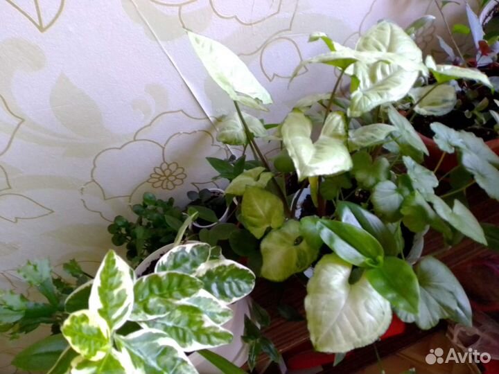 Толстянка,и другие цветы