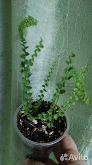 Комнатные растения