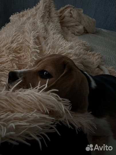 Щенки бигль