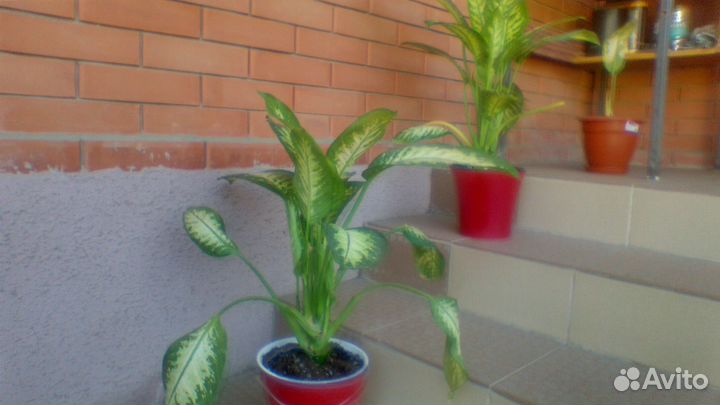 Комнатные цветы