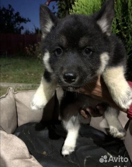 Продажа щенков