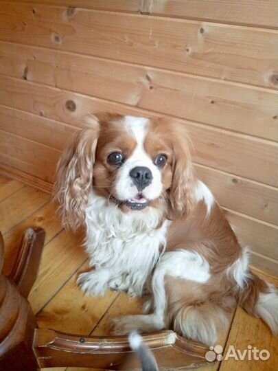 Вязка Кавалер Кинг Чарльз спаниель