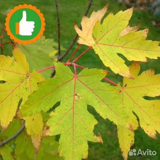 Саженцы канадского клена