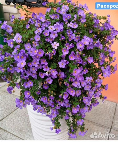 Бакопа Нимезия Плекрантус