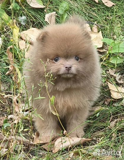 Померашка лиловая