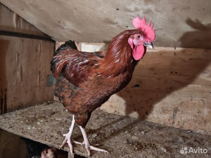 Молодые петухи