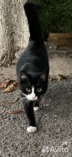 Зеленоглазая красотка