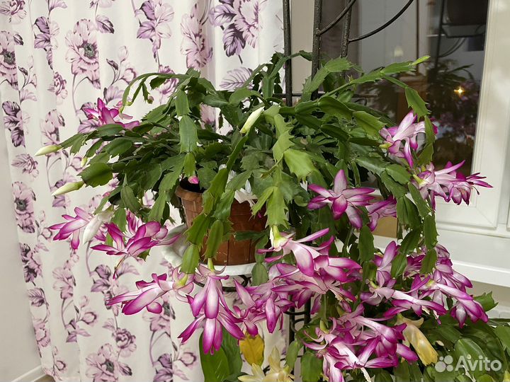 Декабрист шлюмберга цветущий (зигакактус)