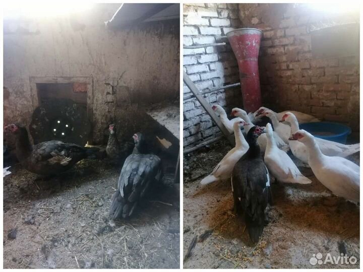 Мускусные утки