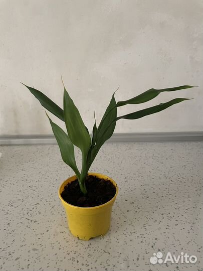 Драцена sandero