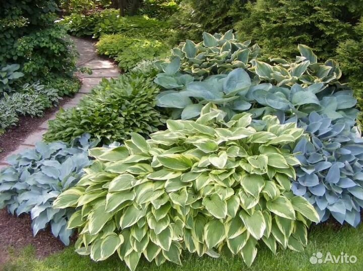 Хоста Либерти