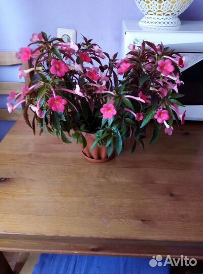 Ахименес Sabrina