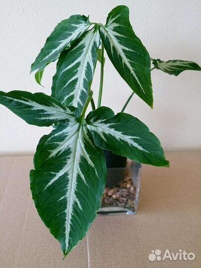 Сингониумы - зеленые питомцы