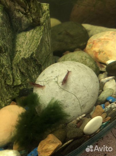 Аквариумные креветки