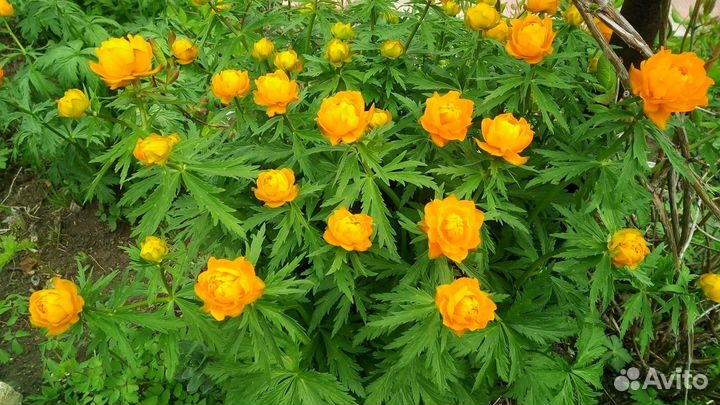 Цветы садовые многолетние