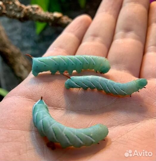 Кормовые насекомые