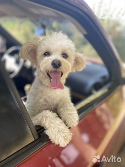 Собака мальтипу