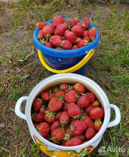 Усы клубники Гигантелла