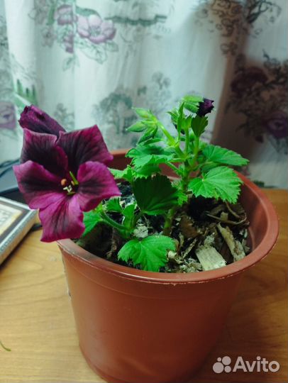 Пеларгония герань