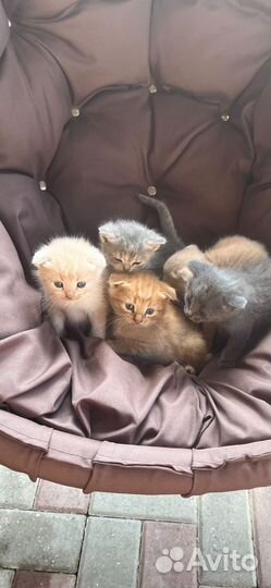 Котята британцы