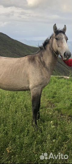 Карачаевский жеребец