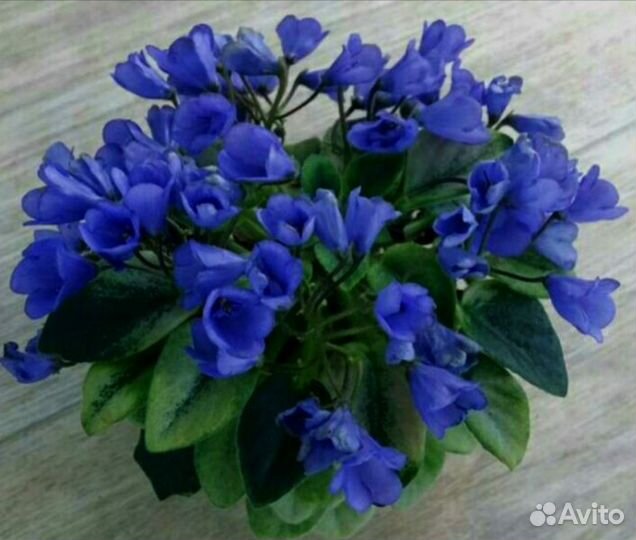 Листы сортовых мини фиалок