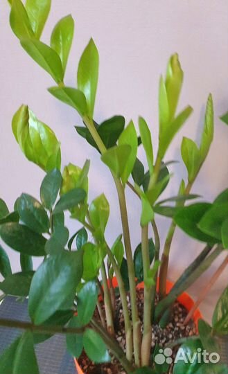 Замиокулькас