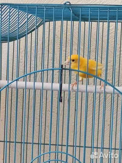 Кенара и канарейки
