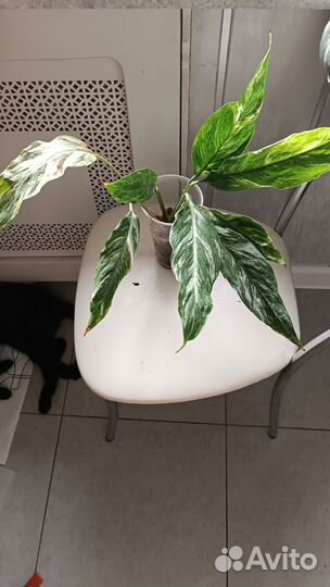 Спатифиллум женское счастье