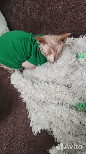 Канадский сфинкс вязка кот