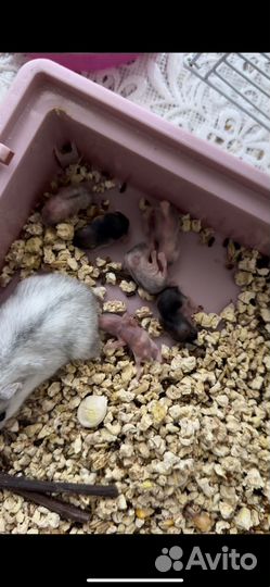 Джунгарский хомяк бесплатно