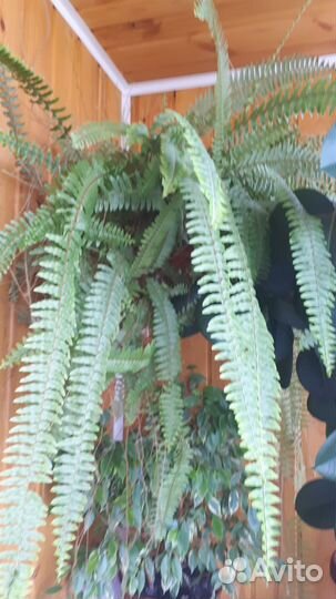 Папоротник комнатный