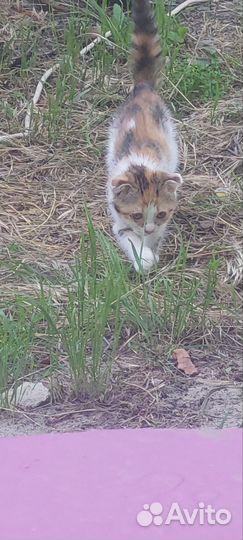 Британские котята