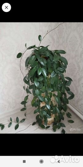 Комнатные цветы