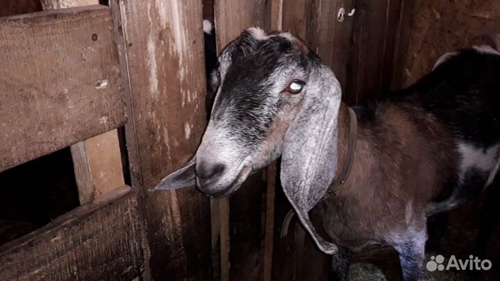 Козлёнок на племя