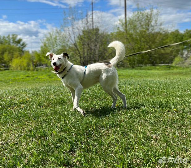 Нежный Кокос скучает в приюте