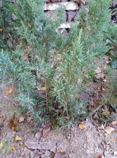 Можжевельники