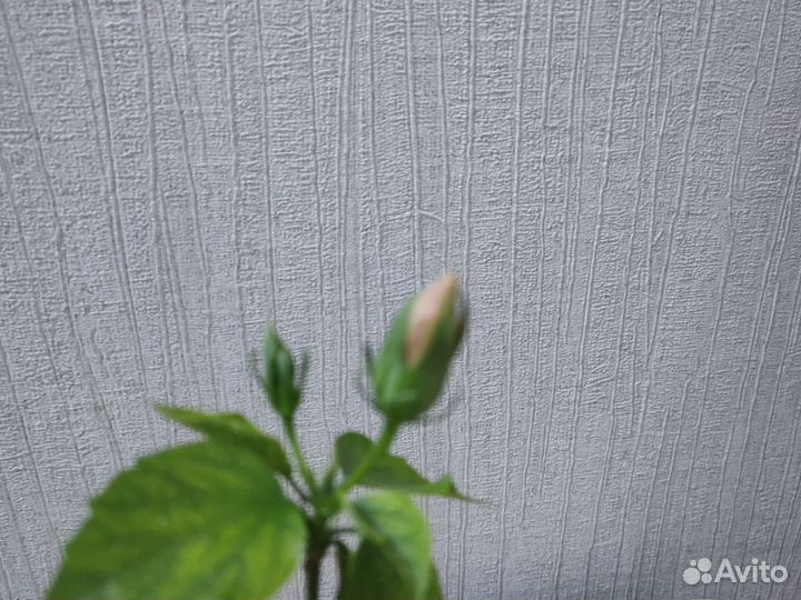 Гибискус махровый жёлтый